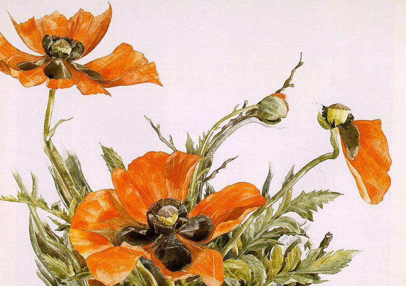 Demuth, Charles Poppies oil painting image